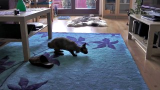 Devon Rex cats fun figthing - Mortal Kombat style