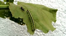 Amazing & Beautiful Green Caterpillar Fight With Big Black Ant - Animal Planet - Nature Documentary HD