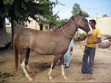 marwari horses