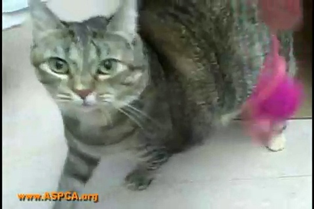 Fabulous Feline: Jillian
