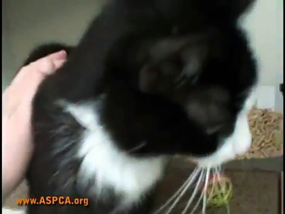 Fabulous Feline: Cricket