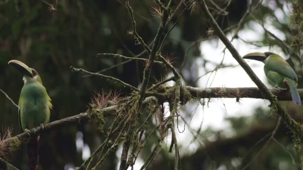 The Mexican Cloud Forest filmed by drone! Great nature footage!