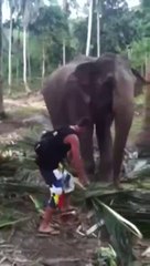 Elephant hits Tourist for getting too close
