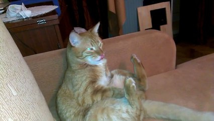 Un chat un peu maso qui se frappe tout seul avec sa patte