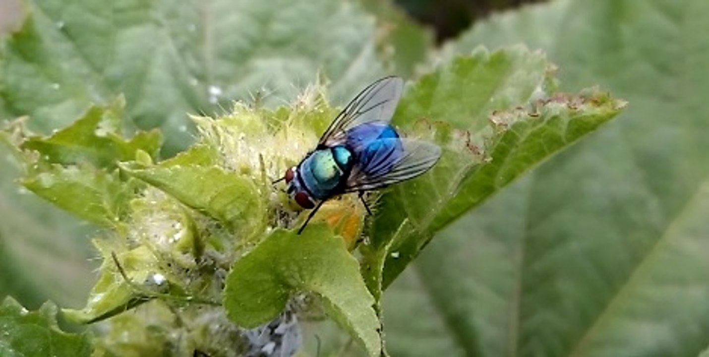 Amazing Beautiful & Colorful Housefly On Tree - Animal Planet - Nature Documentary HD