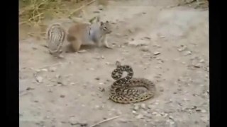 Mongoose vs cobra Snake Top 3 fighting new videos - Video Dailymotion