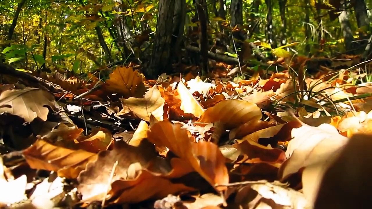 Cèpes - Boletus Edulis - Boletus pinicola - Funghi Porcini - Boletus aereus