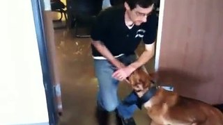 Puppy Training Heel- teach your puppy to heel