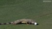Iguana Fails At Eating Golf Ball And Runs Away In Embarrassment