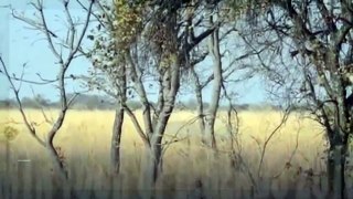 Lion vs Rhino - Real Fight - Video Dailymotion