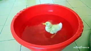 I Are Cute Duckling AWW   Funny Baby Duck Animal