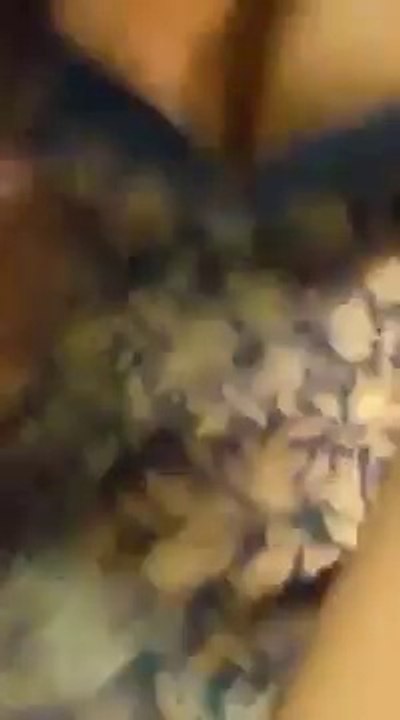 Desi Girls  dance 2015 (2)
