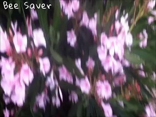 Bee Saver - The Time When I Really Saw The Big Dipper