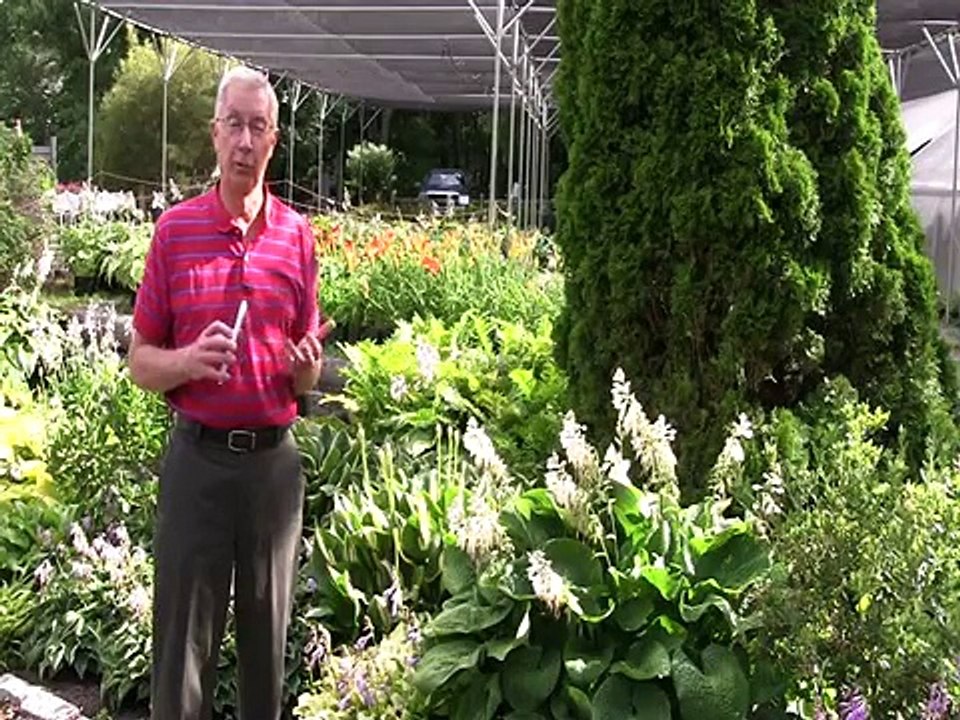 This Week in Our Hosta Garden: Ferns