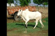 Pakistan bull dog : choudary Shaki  choudary Taleb choudary irfan from gujar khan Bewal POTHWAR 2012