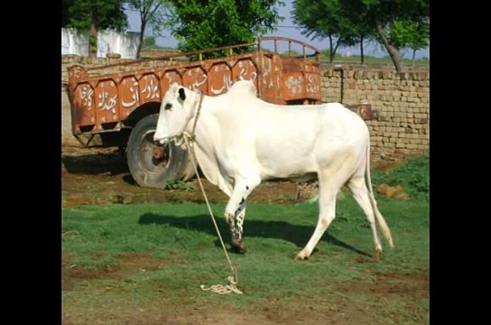Pakistan bull dog : choudary Shaki choudary Taleb choudary irfan from gujar khan Bewal POTHWAR 2012
