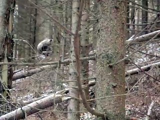 Medved Flochova , Black Bear