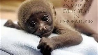 Animal Experimentation  Video
