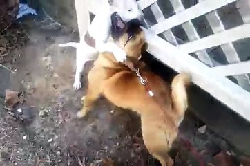 Animal Face-Off: Pitbull vs Pug 2011
