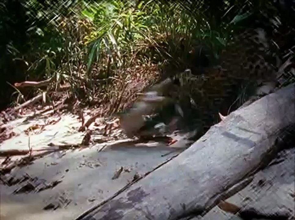 Animal Face-Off: Lion vs. Nile crocodile