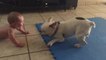 Baby hilariously entertained by spinning French Bulldog