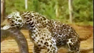 Animal Face Off Anaconda vs Jaguar