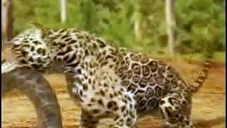Animal Face Off  Anaconda vs  Jaguar