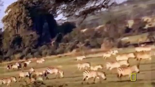 National Geographic Documentary - Super Killing Machines - Lions and More! - Video Dailymotion