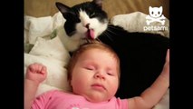 Gatto Dà Bambino Un Bagno Lingua