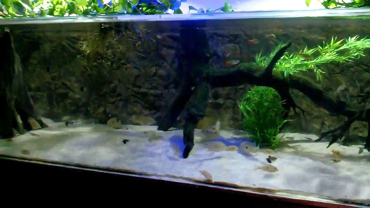 350 Gymnogeophagus Aquarium Update 4