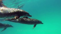 Swim with wild dolphins