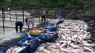Chỉ có duy nhất ở Gia Lai Dễ như bắt cá ở hồ Ayun Hạ