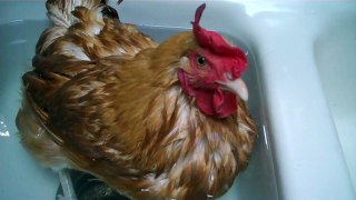 Curbstone Valley - Egg Bound Hen