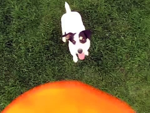Crazy jack russell terrier jumping and playing with ball