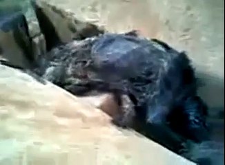 real werewolf -- caught on tape