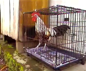 Ayam Ketawa dengan suara kuntilanak