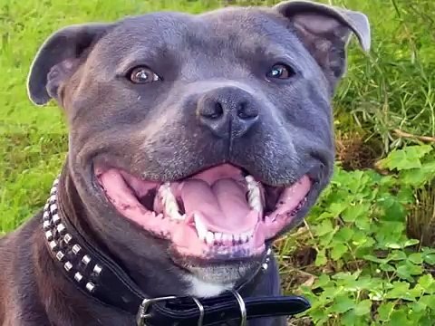 O incrível Staffordshire Bull Terrier. The incredible Staffs.