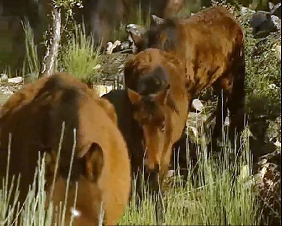 FAUNA RIBA-CÔA (RTP) (C)