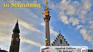 Turmfalken in Straubing
