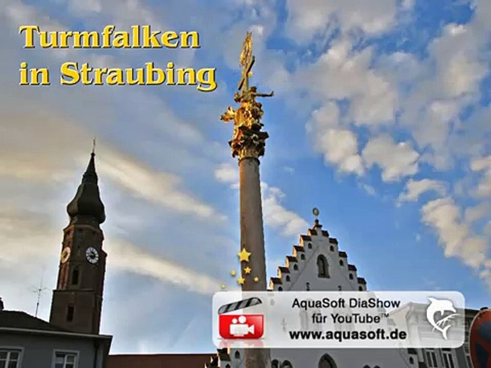 Turmfalken in Straubing