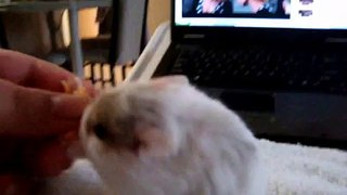 Dwarf Hamster Marshmellow Eating Yum Yum Treats
