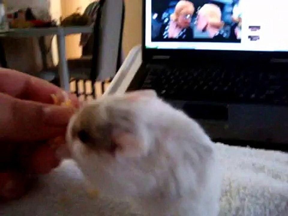 Dwarf Hamster Marshmellow Eating Yum Yum Treats