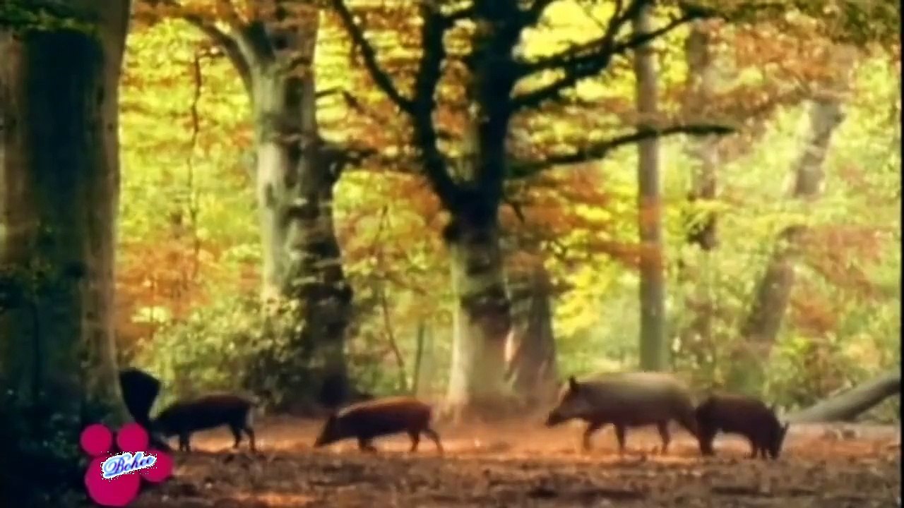 El Jabalí  Sus Scrofa Documental Nacimento y Vida