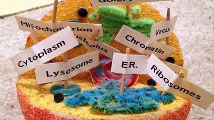 animal cell model 6th grade