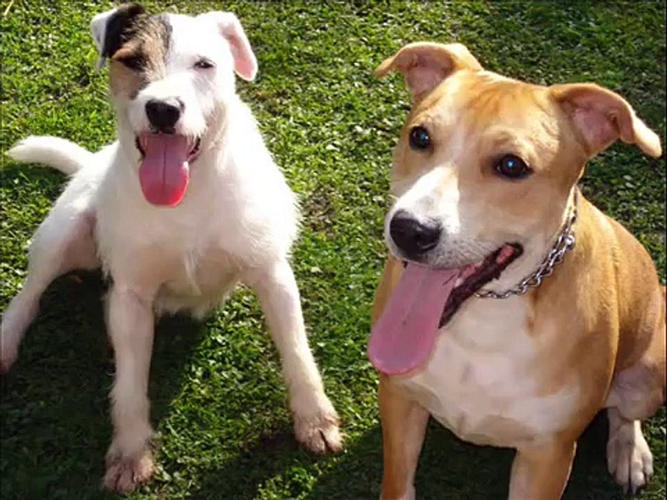 Meet Harvey 'two face' rescue Jack russell terrier!