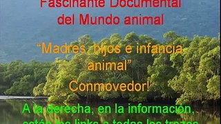 Documental. Patos de Flojel Homenaje a las madres del mundo animal 9/17