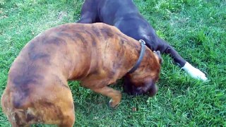 boxer playing sealed reverse brindle and tiger brindle