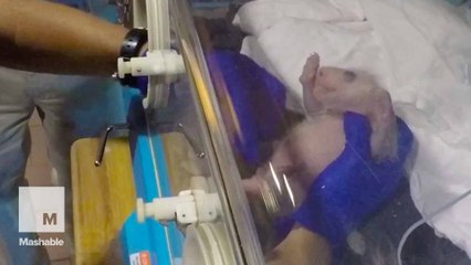 Wiggly baby panda goes to the doctor