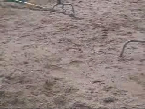 Cso + pouliches et poulinières au champ