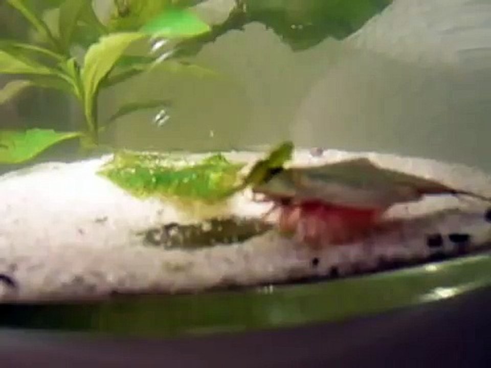 Triops kweken! Waterwezens.nl